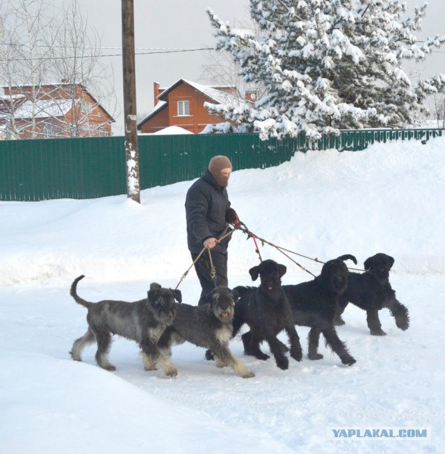 Собакочетверг на 18.12.2014