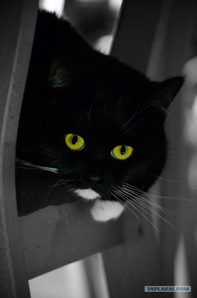 Котовторник 12.03.13