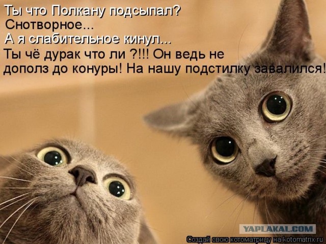 Кота жаль