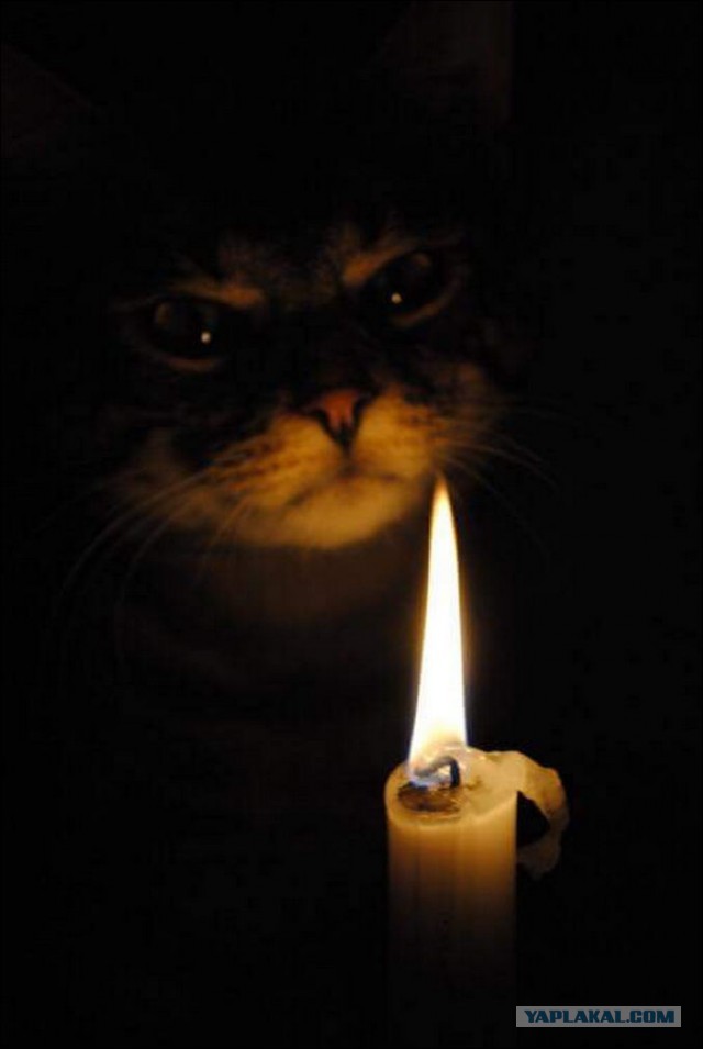 Котовторник