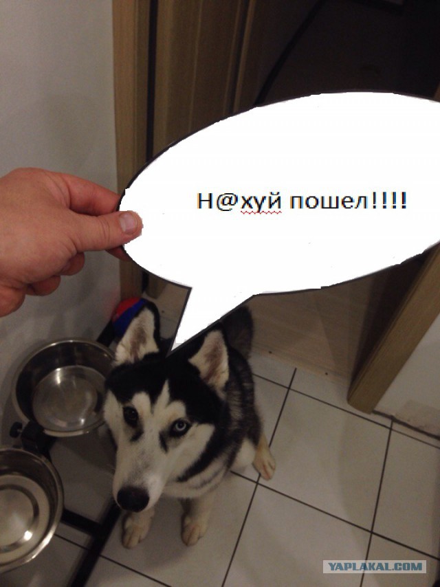 ЧудоХась