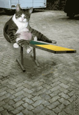 Коты, кошки, котята