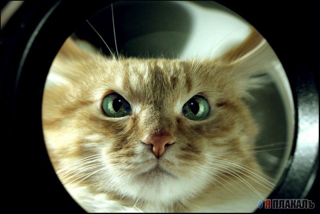 Коты, кошки, котята