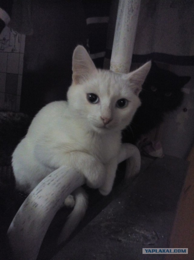 Котовторник