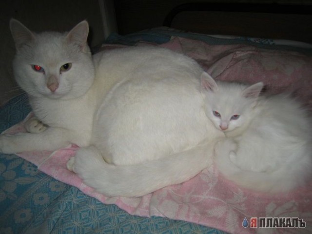 Вторничный котомёт