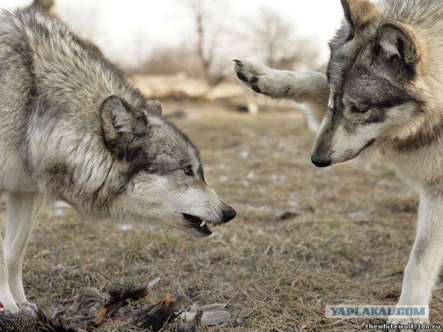 Любопытные и забавные фото с волками