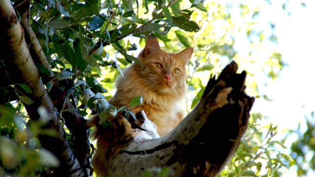 Домашние коты на природе