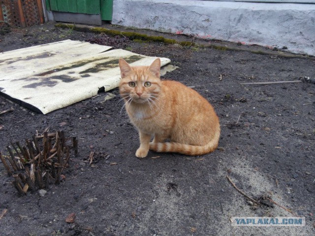 Котовторник  14.06.2016