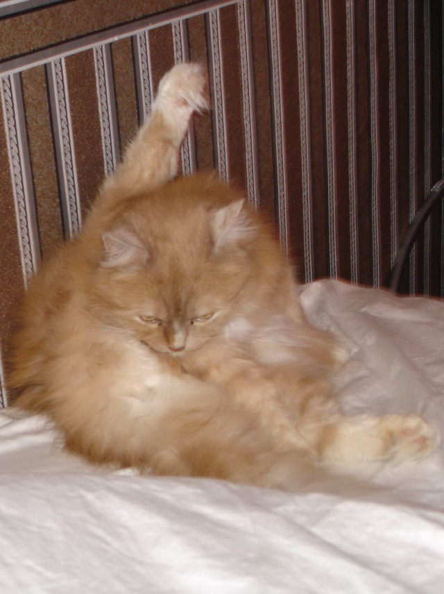 Коты из сети