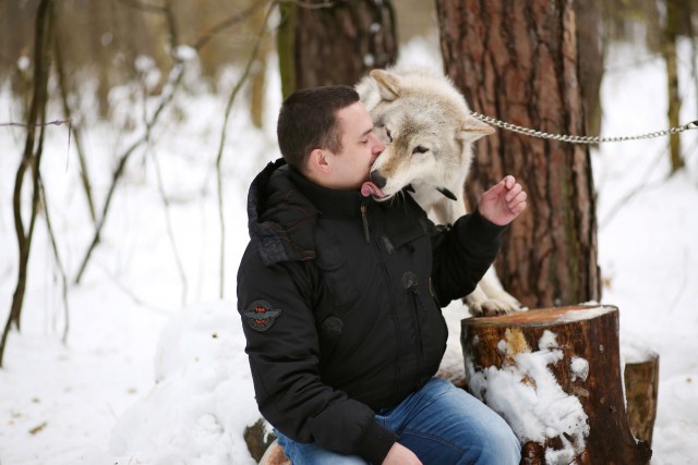 Снег. Лес. Волки. Фотоаппарат.