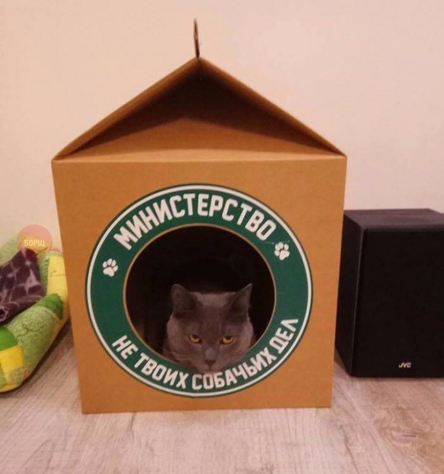 Коты из сети
