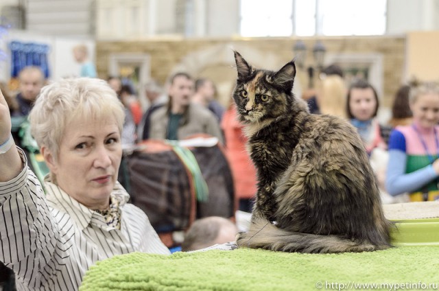 В Москву съехались коты