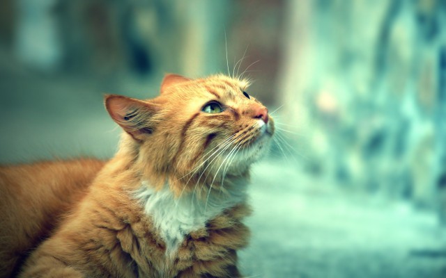 Коты и Кошки