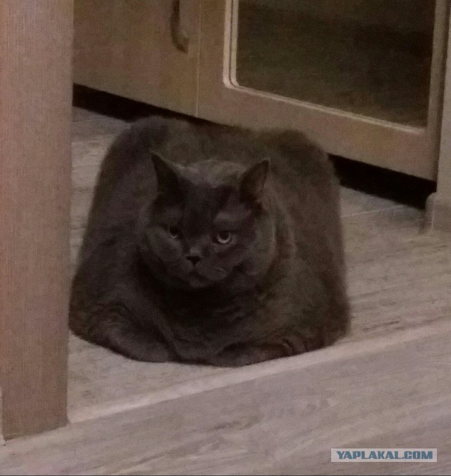 Котовторник 25.04.2017
