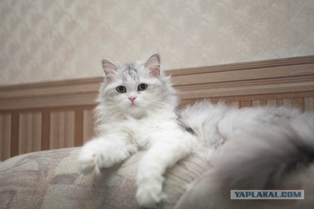 Котовторник 20.06.2017