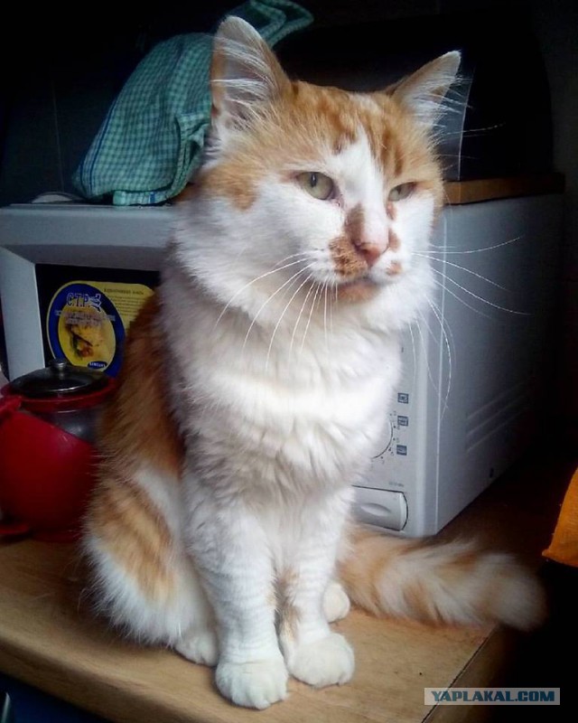 Котовторник 11.07.2017