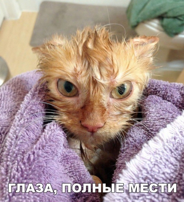 Коты и Кошки