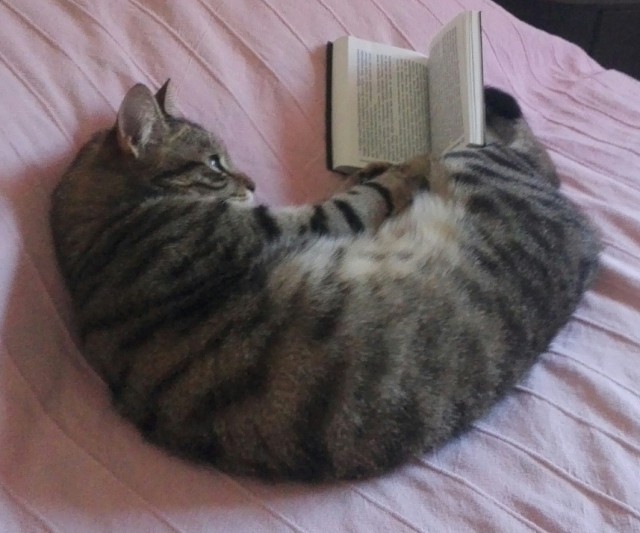 Коты и Кошки