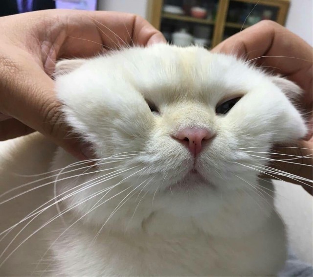 Коты и Кошки