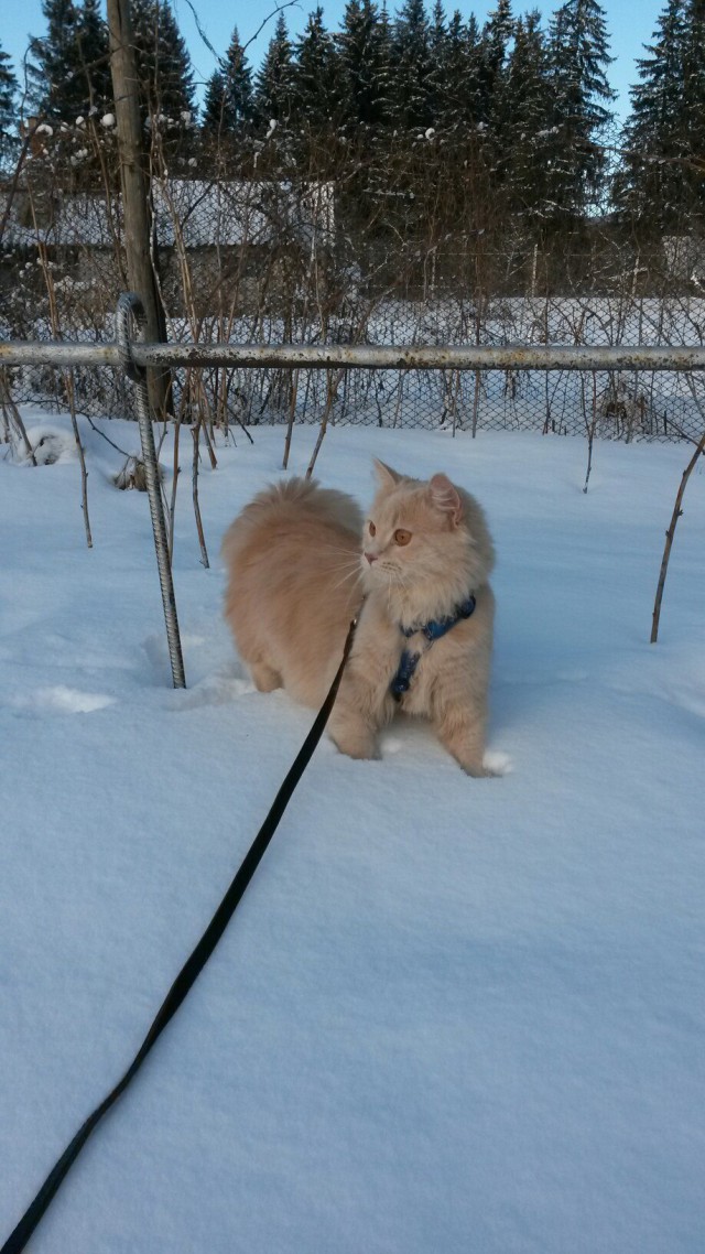 Коты и Кошки