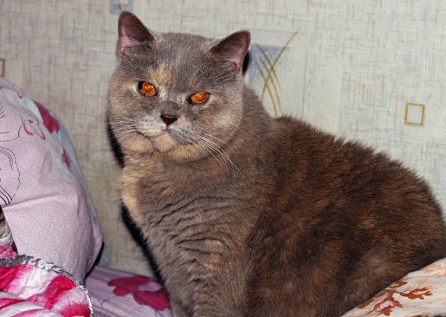 Котовторник 28.11.2017