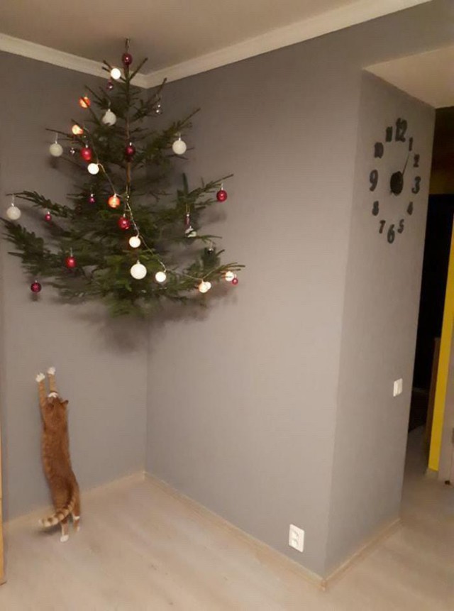 Котовторник!