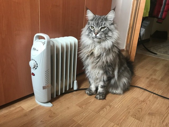 Прикольных котов пост