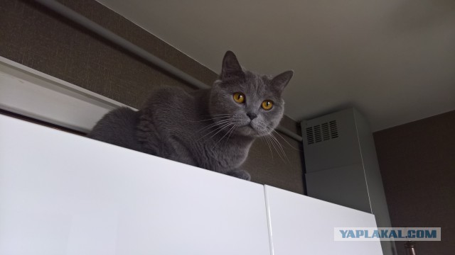 Котовторник 27.03.2018
