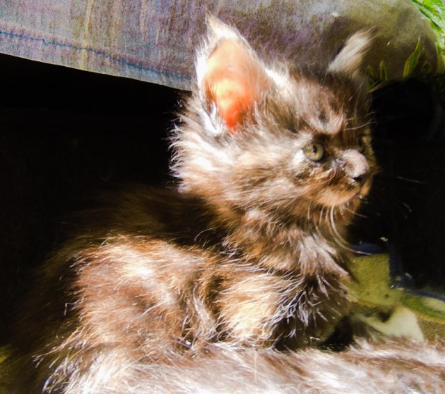 Котовторник 19.06.2018