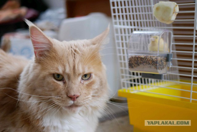 Котовторник 07.08.2018