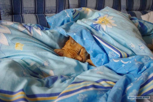 Котовторник!