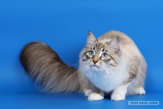 Котовторник объявляется открытым!