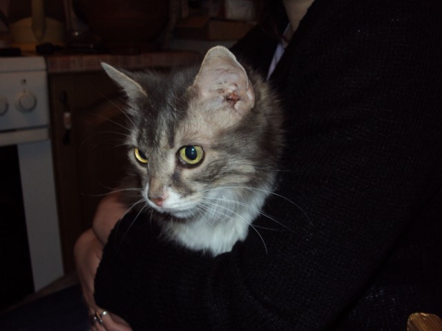 Первый котовторник июля