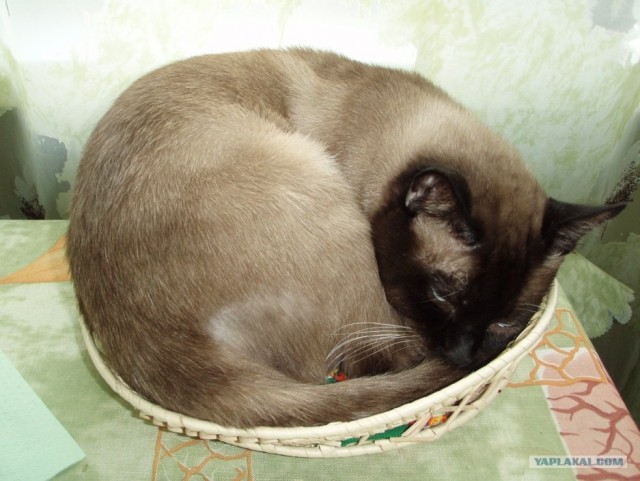 Котовторник с Кузей