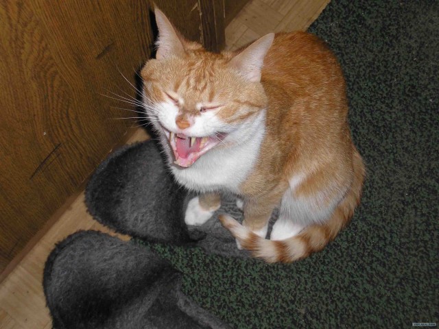 Котовторник в "КотоГетто"