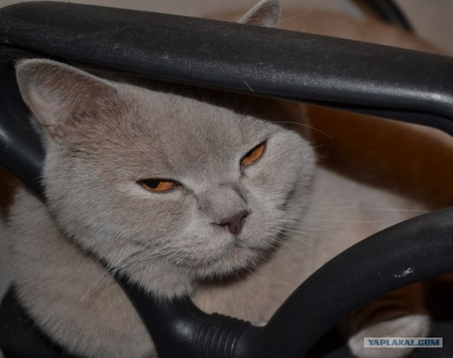 Первый КОТОВТОРНИК 2012