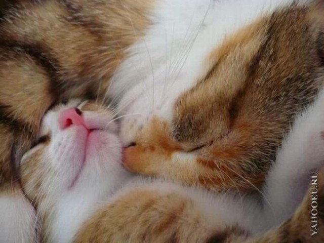 Котовторник (07.02.2012)