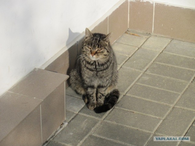 Котовторник 27.03.2012