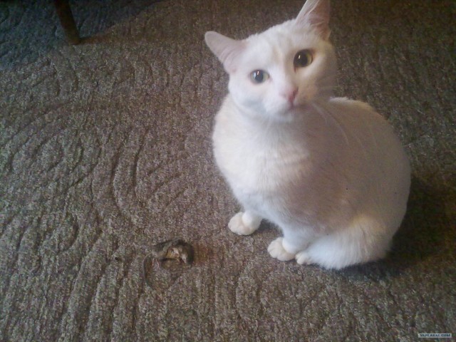 Котовторник 03 07 2012
