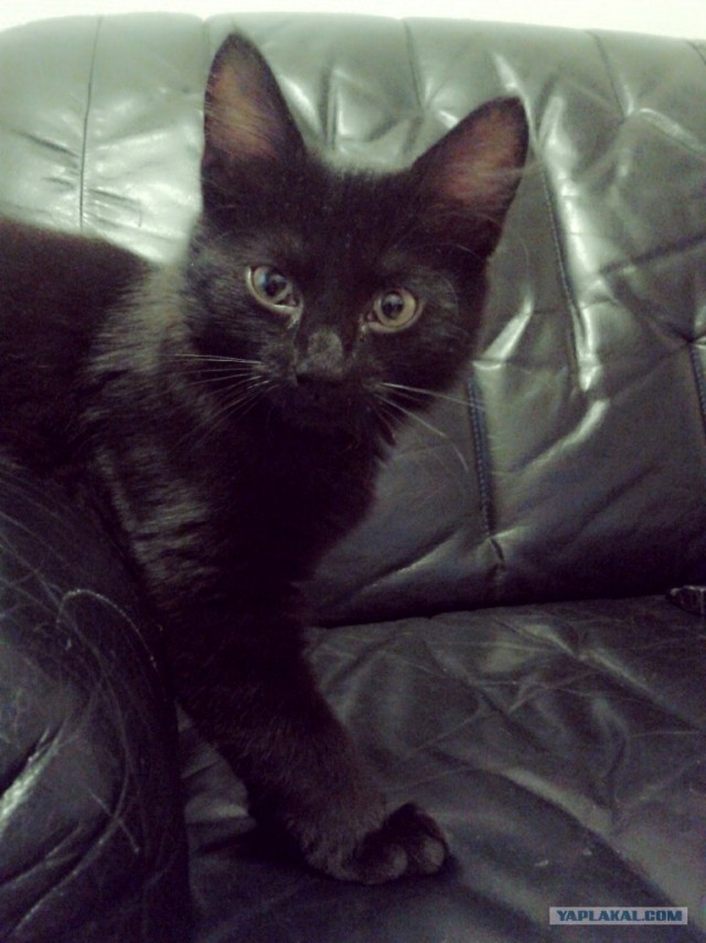 Котовторник 31.07.2012 г.