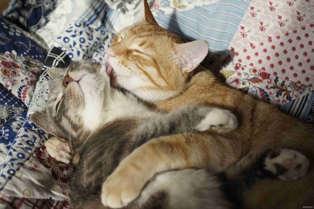 Котовторник  14.08.2012.