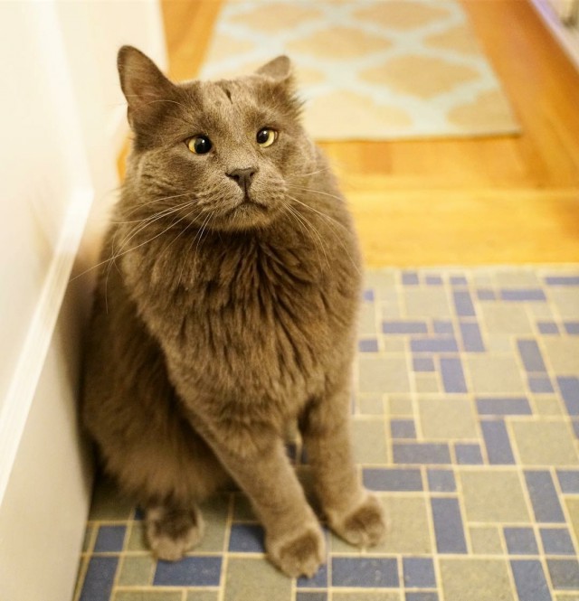 Прикольных котов пост