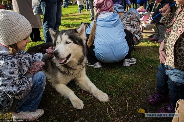 Собака — Улыбака :)