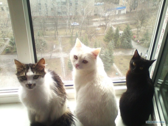 История одного кота