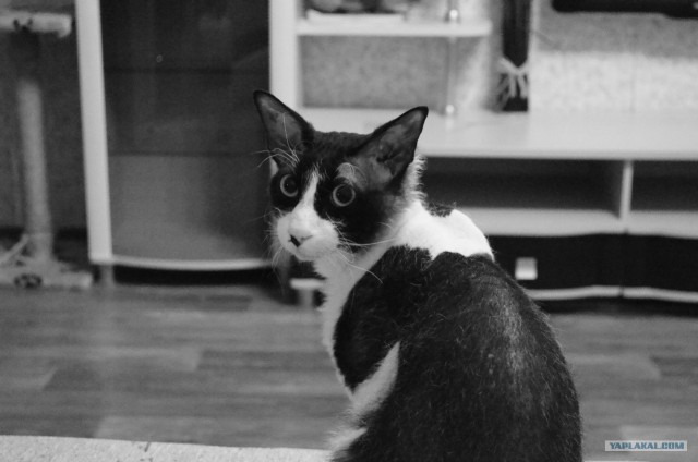 Котовторник 29.01.2013