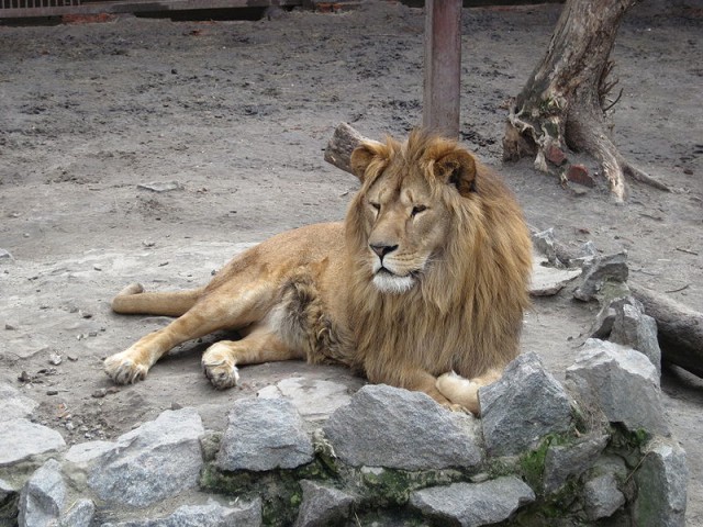 Дикий котовторник