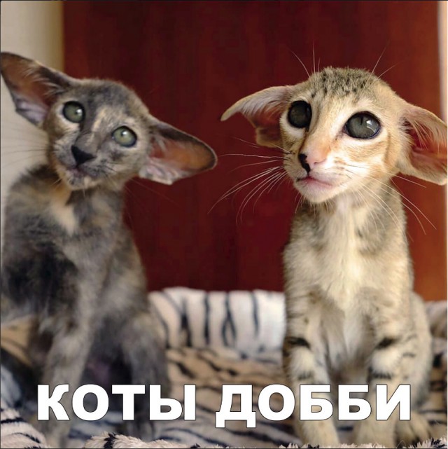 Забавные фото котеек
