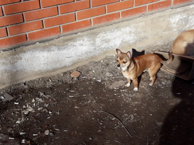 Живность из сети