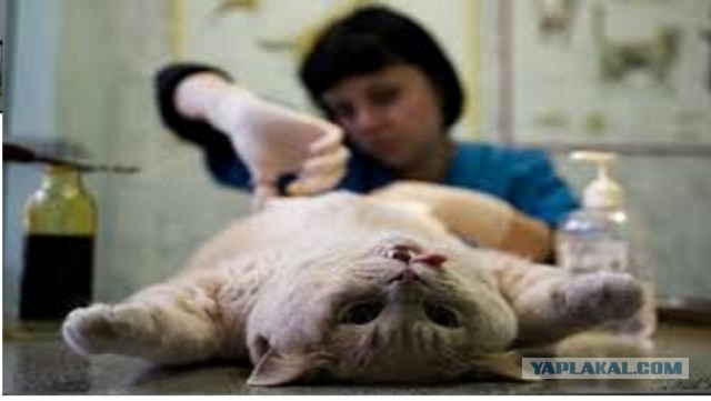 Бабы перестали давать: из-за этого мужчины становятся террористами