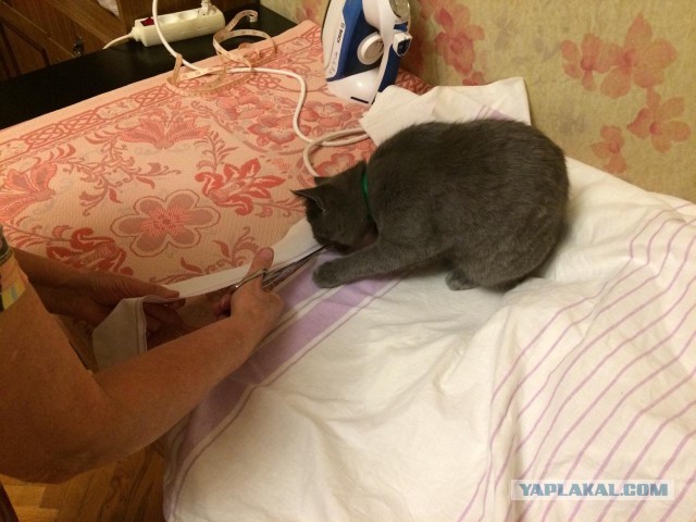 Когда слишком много времени в карантине и котов в доме. Доработка стола